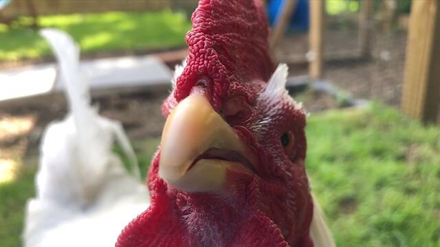 A lazy day in the life of Dottie the rescue rooster. He had a nice long &lsquo;dust&rsquo;bath... although he&rsquo;s decided to ignore the actual dust around him and work on this freshly grown bit of lawn. Then a long sit down with Dad, shouting at 