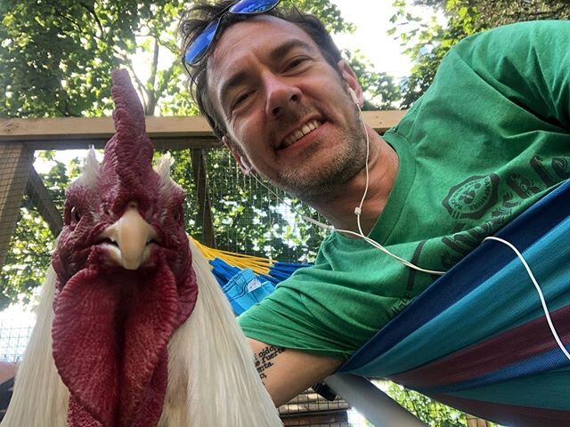 The little man busted another claw this morning, so we&rsquo;ve had to give him a dressing to keep it clean. We&rsquo;ve been hanging out in the garden to make him feel a bit better #chickenselfie #roostersofinstagram #friendsnotfood #rescuerooster #