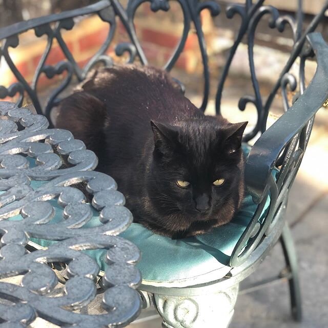 The lady of the house! #sorrel #sorrelchops #rescuecat #blackcatsofinstagram #blackcatsrule #greattasteinbooks #jessicasimpson