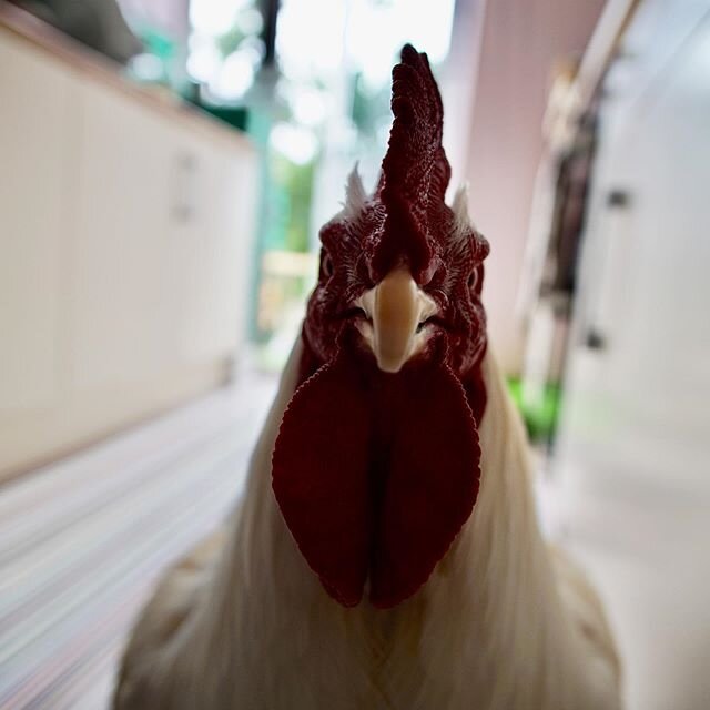 Eyebrow goals. #rescuerooster #friendsnotfood #roostersofinstagram #indoorchicken #prime #wideangle #sonya6000