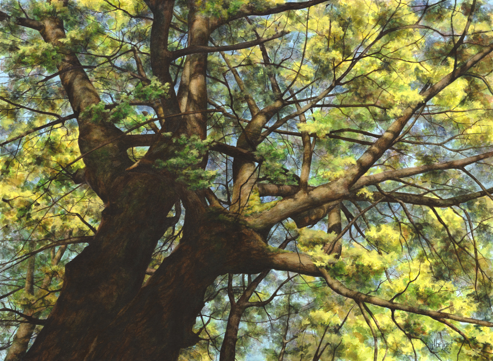 Norway Maple II watercolor : 22 x 30" : print $275 : original available through The Art Spirit Gallery .