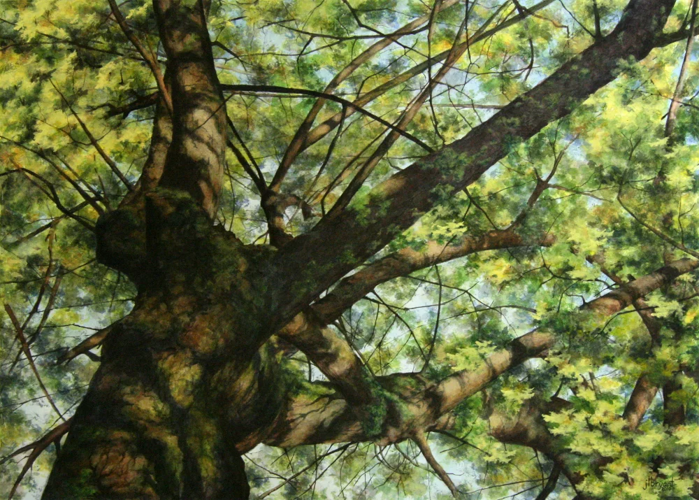 Norway Maple I watercolor : 22 x 30" : print $275 : original sold