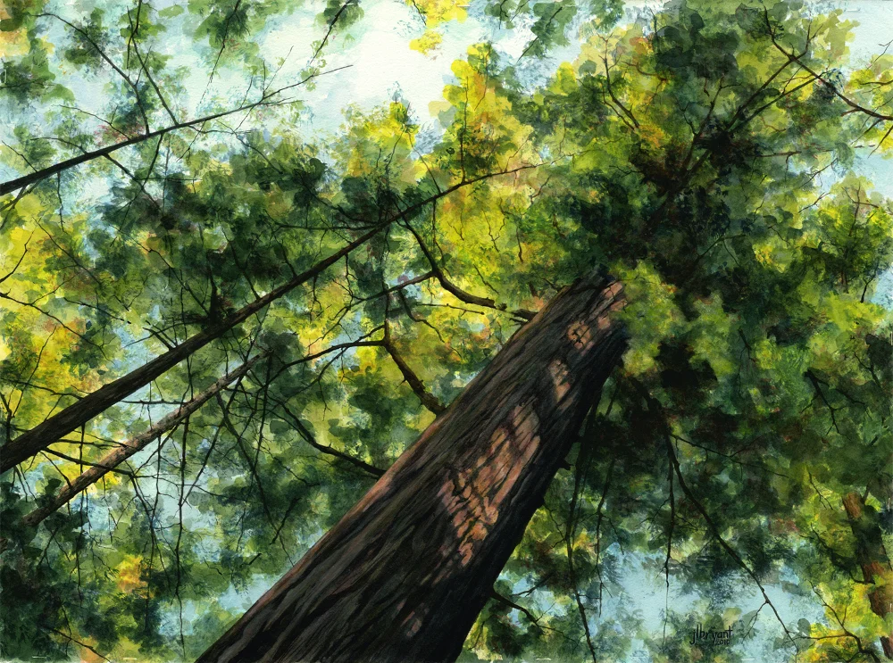 Portola Redwoods watercolor : 22 x 30" : print $275 : original available through The Art Spirit Gallery .