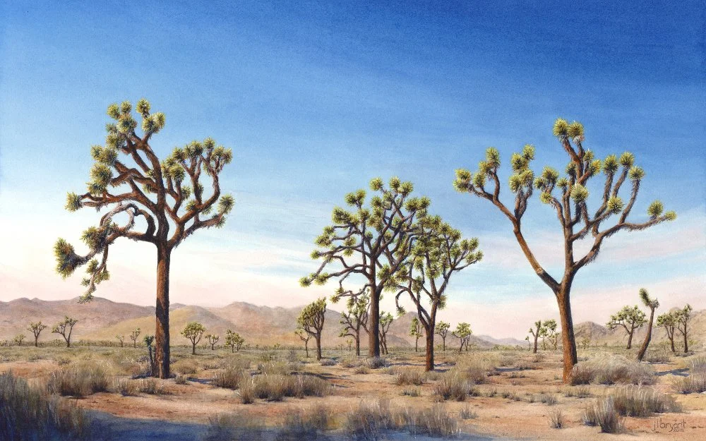 Lost Horse Valley, Joshua Tree National Park