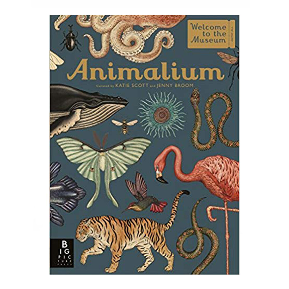 Animalium illustrated book by Jenny Broom £15.58