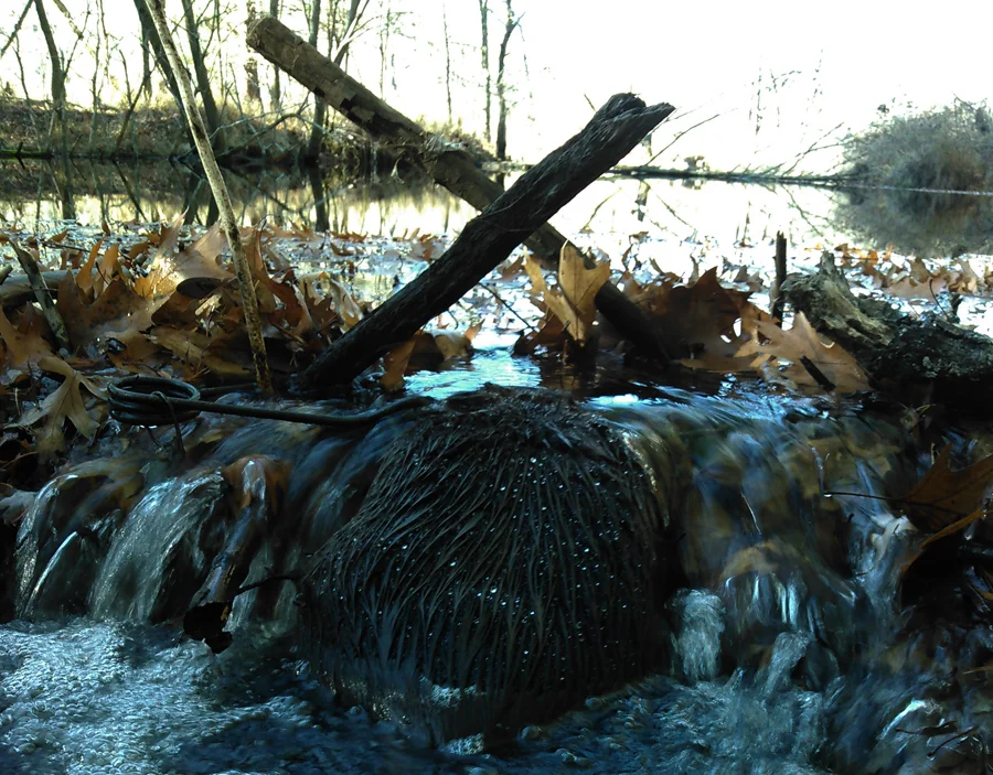 A Fall beaver humanely caught.