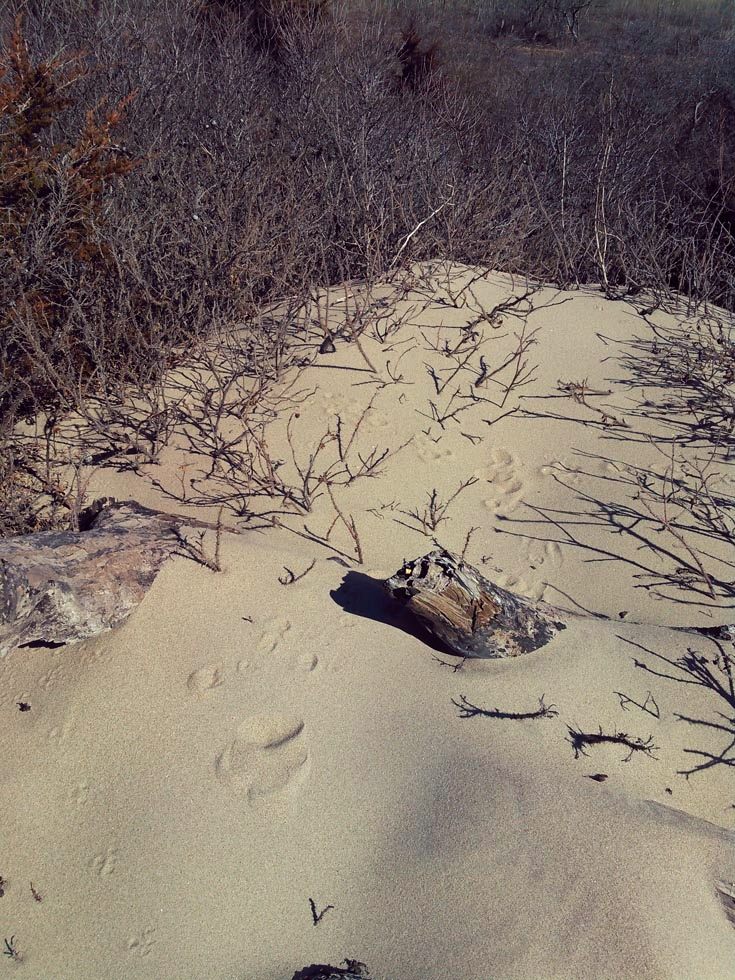 The various tracks told quite the tale in the untouched soft sands.