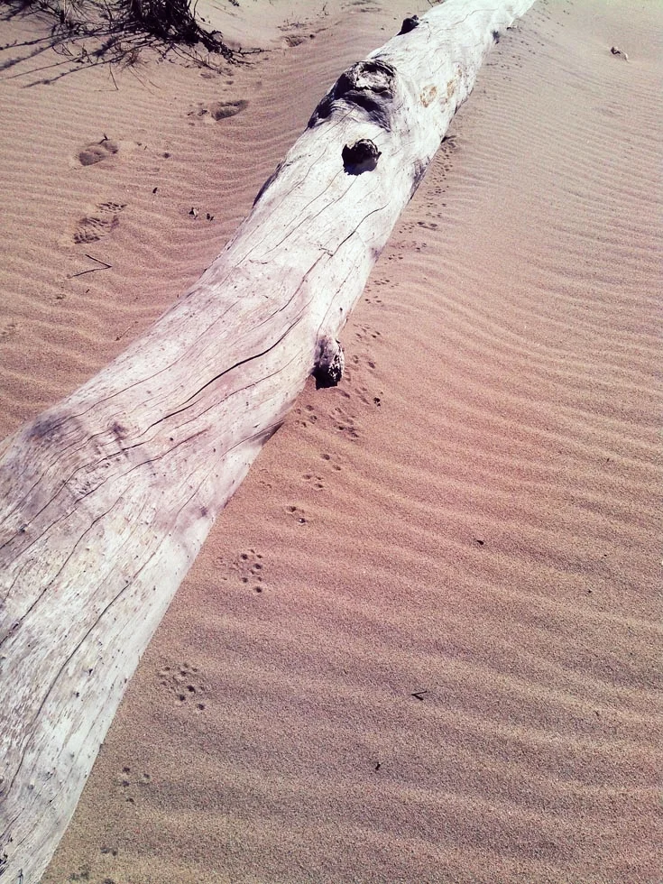 Mouse tracks flushed from alongside drift log.