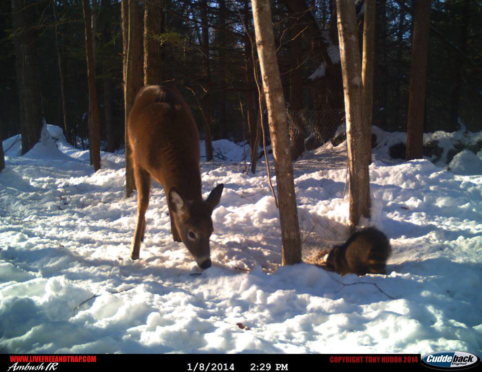 First frame with the raccoon foraging alongside a doe.