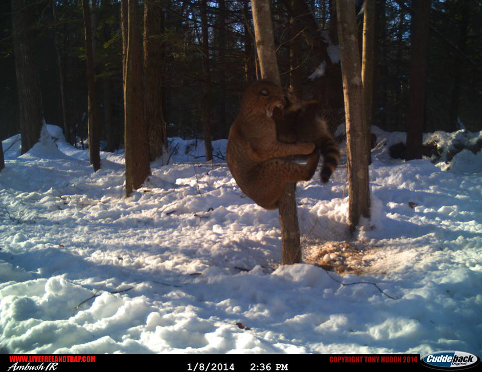 The second frame quickly snaps to the bobcat pinning the coon on a tree.