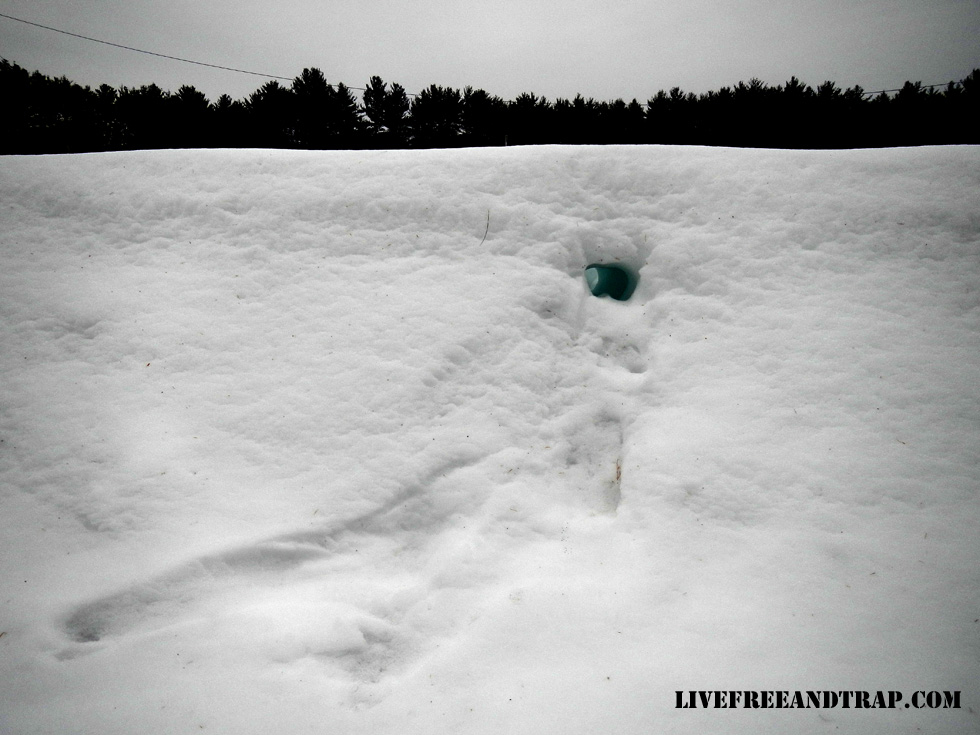 Typical mink tunnel in deep snow.