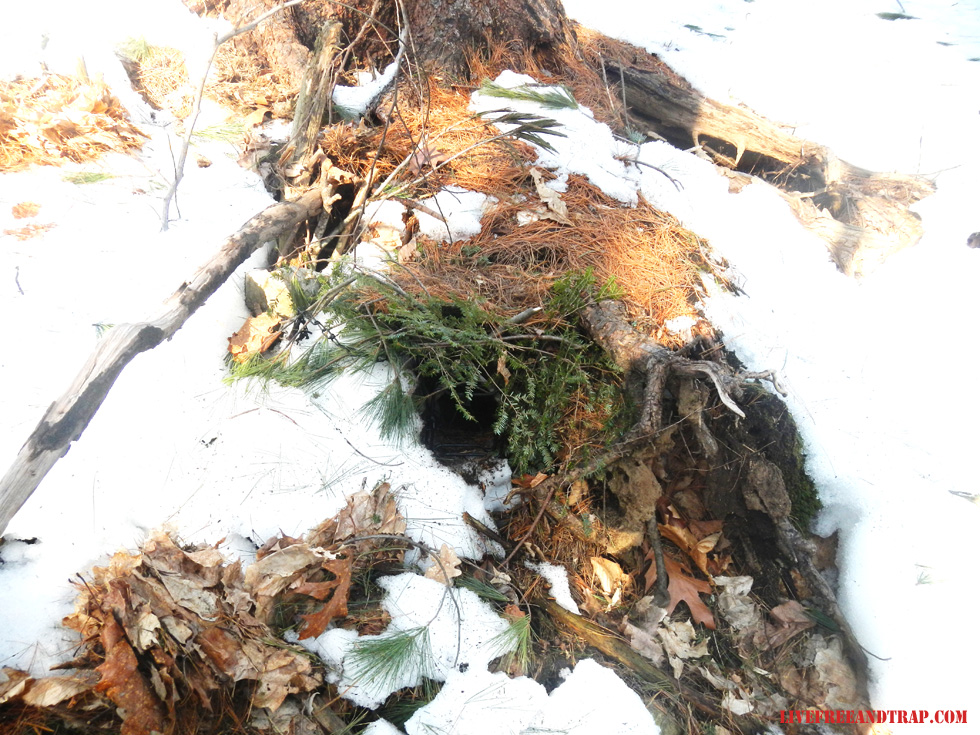 Blind set made in tree-root system.