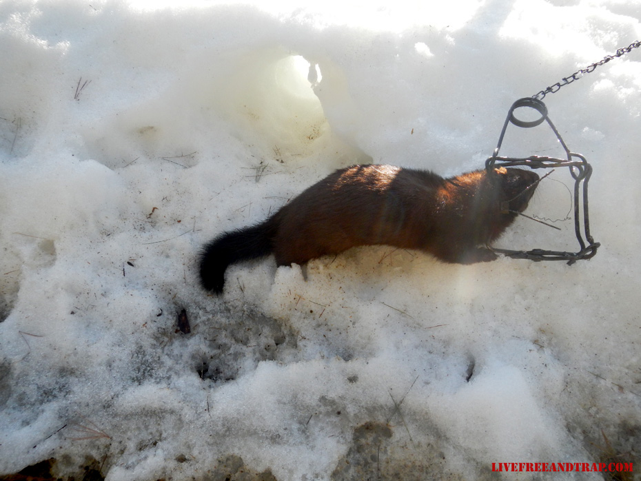 3rd and largest mink removed from the property. Note the tunnel entrance.