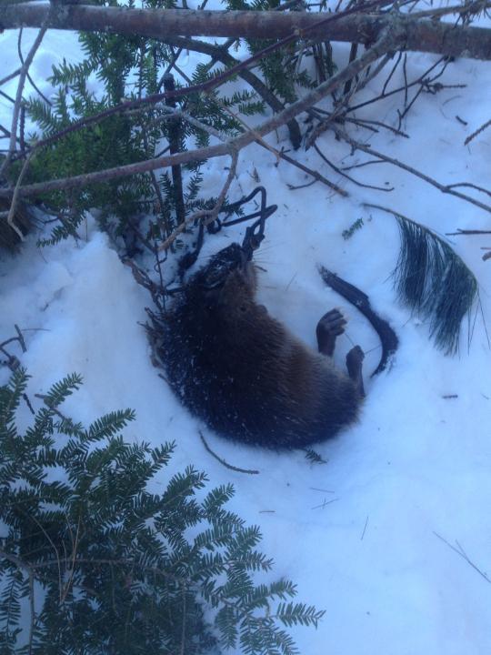 Muskrat caught with a 110 Body-Gripping trap. 