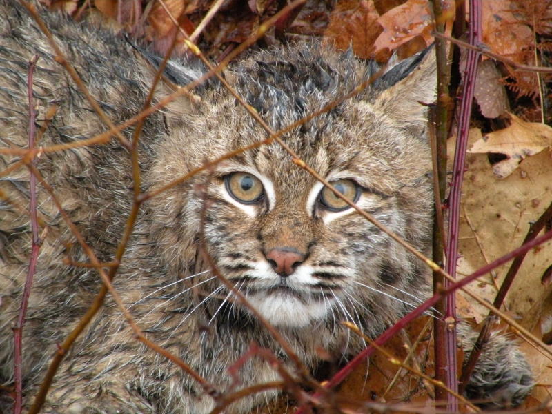 Bobcat trapped and released unharmed from a foothold trap. Photo taken by NH Trapper.