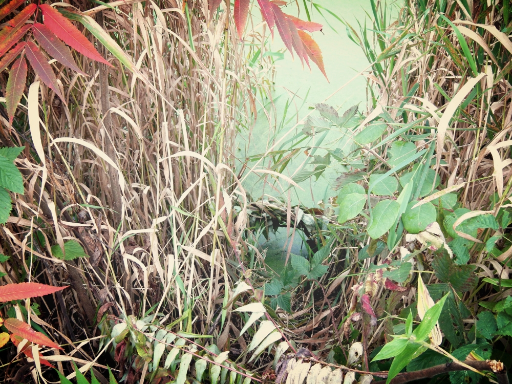 160-size body-grip trap set in a muskrat trail.