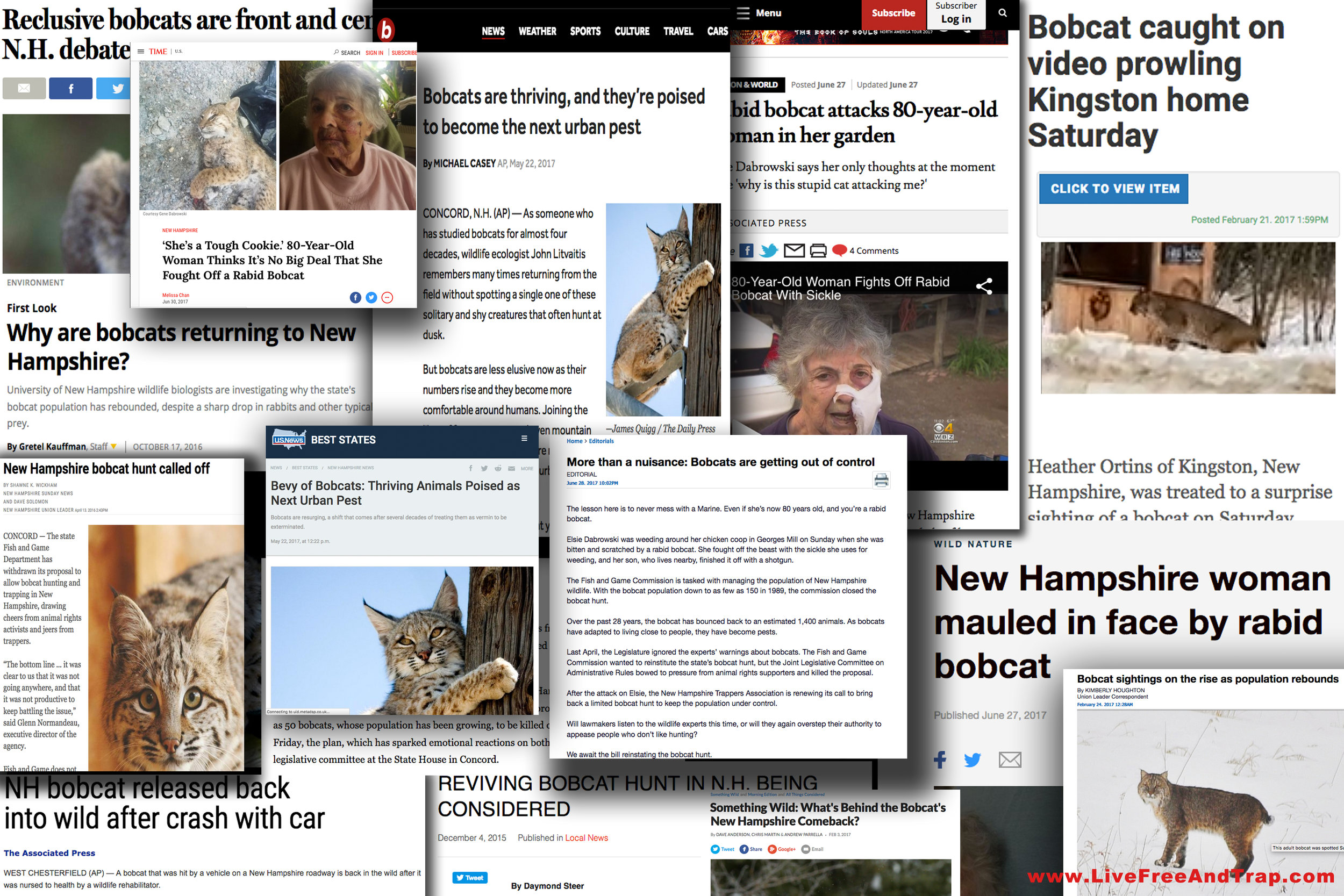 While some of those against the original bobcat hunt thought media attention would help their cause, the truth eventually came out in the wake of the season withdrawal. Bobcats are now a common headline as the unregulated population swells throughout New Hampshire.