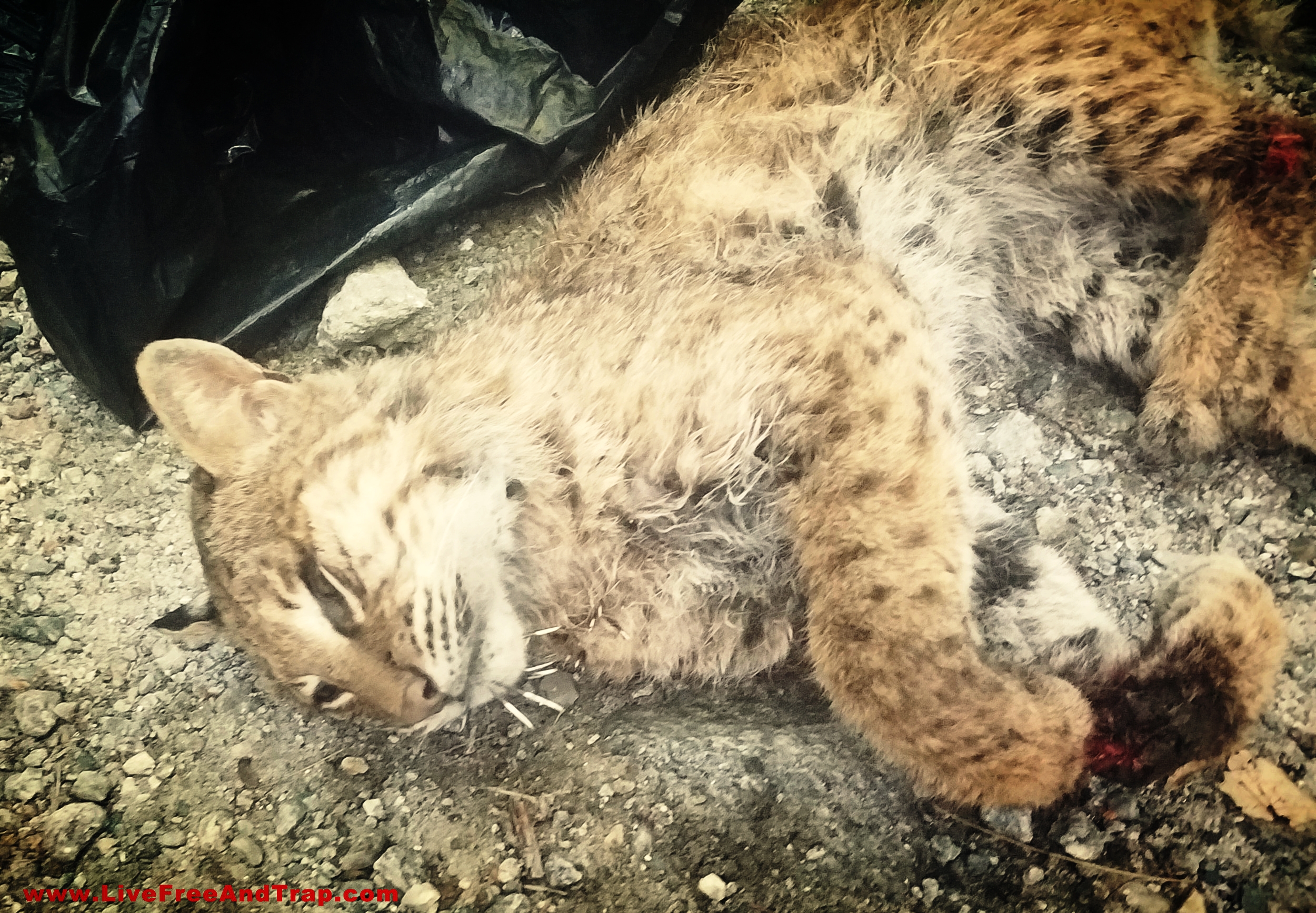 The bobcat that attacked Mrs. Dabrowski prior to being removed by NH Fish & Game. Sadly, this has become the norm for NH's surplus bobcats - dropped into a garbage bag and thrown away. Bobcats like this one are discarded on a weekly basis as the population swells un-monitored. (Photo courtesy Gene Dabrowski)