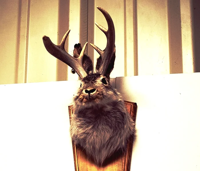 A jackalope mount from William Crowley's collection. Crowley is supporting the NHFG Department's proposal to open a limited jackalope hunting season to help manage and gather future data on the cryptic hybrid species (public domain image) .