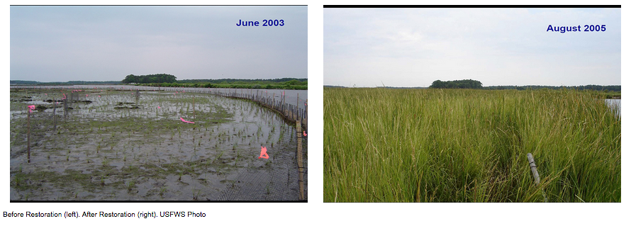 A very compelling image showing nutria damage (left) prior to removal. Followed by the after effects of the land regeneration after nutria removal (right).