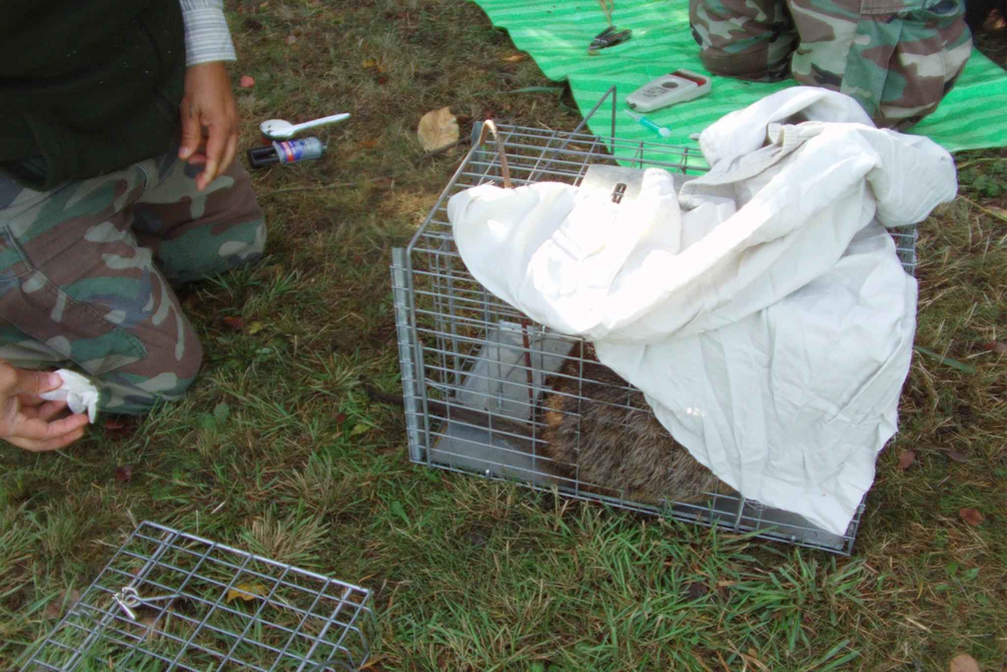 Samples and data are taken from a caged nutria. (Public Domain Image)