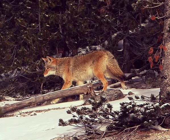 Nature-Wildlife-Coyote-Park-Canine-Wild-Looking-1627535.jpg