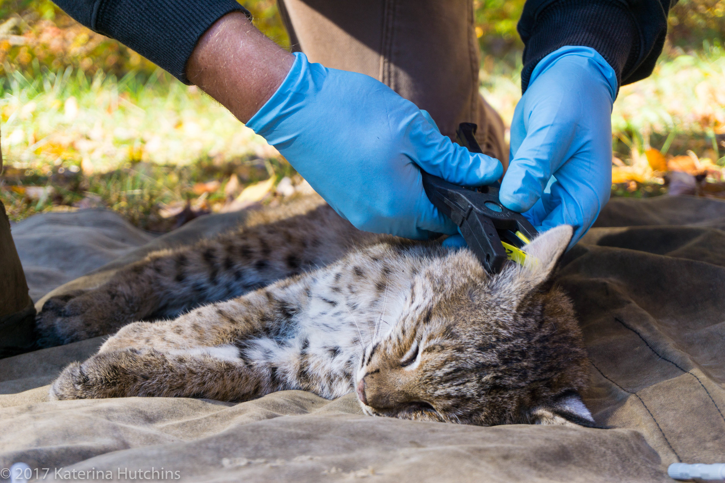 Connecticut continues bobcat study — Furbearer Conservation