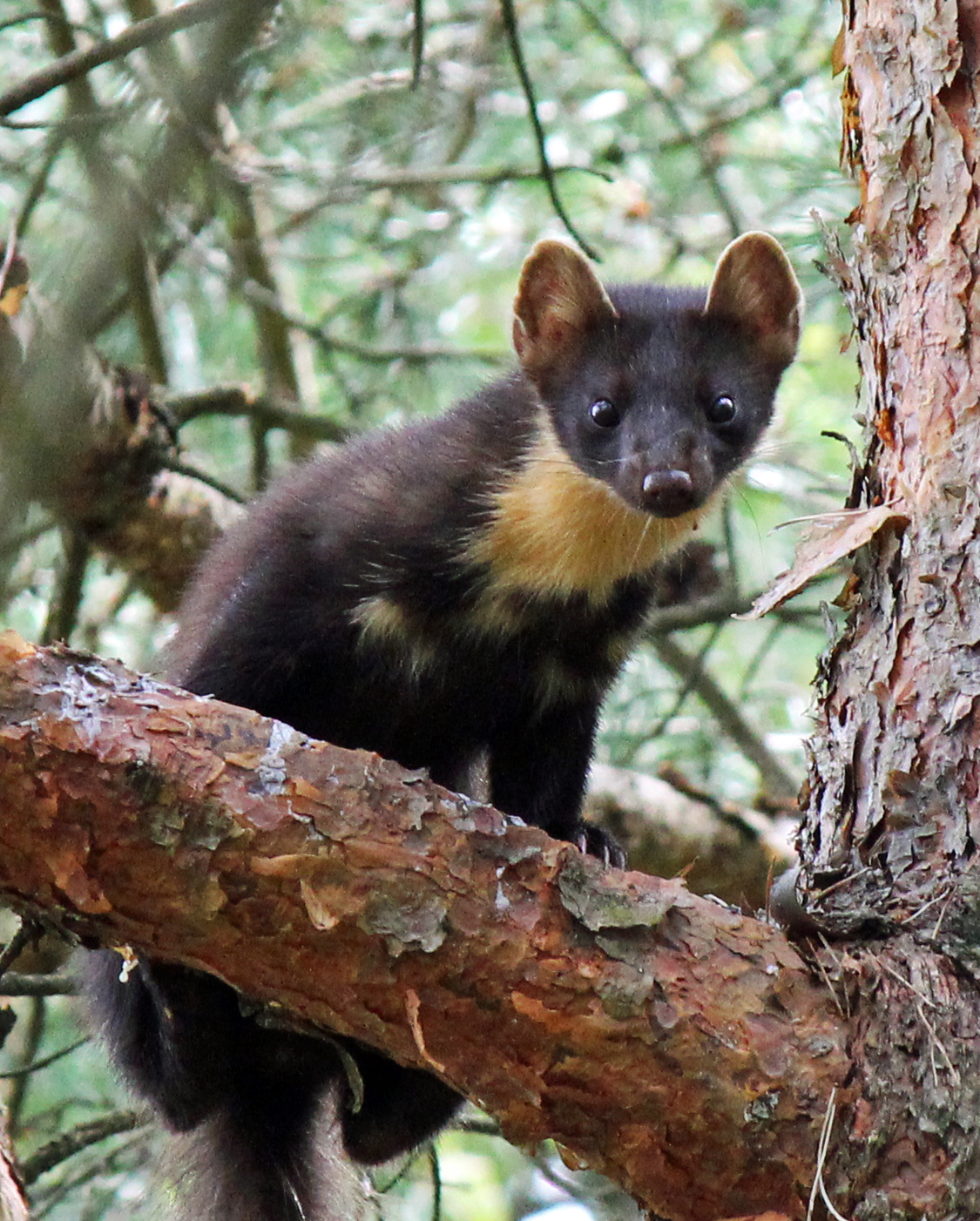 European Pine Marten