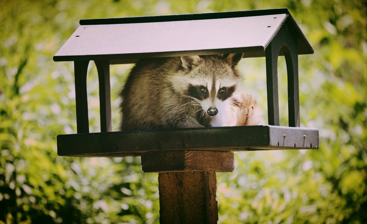 Humanely Trapping Raccoons, Foxes, Skunks and More - Countryside