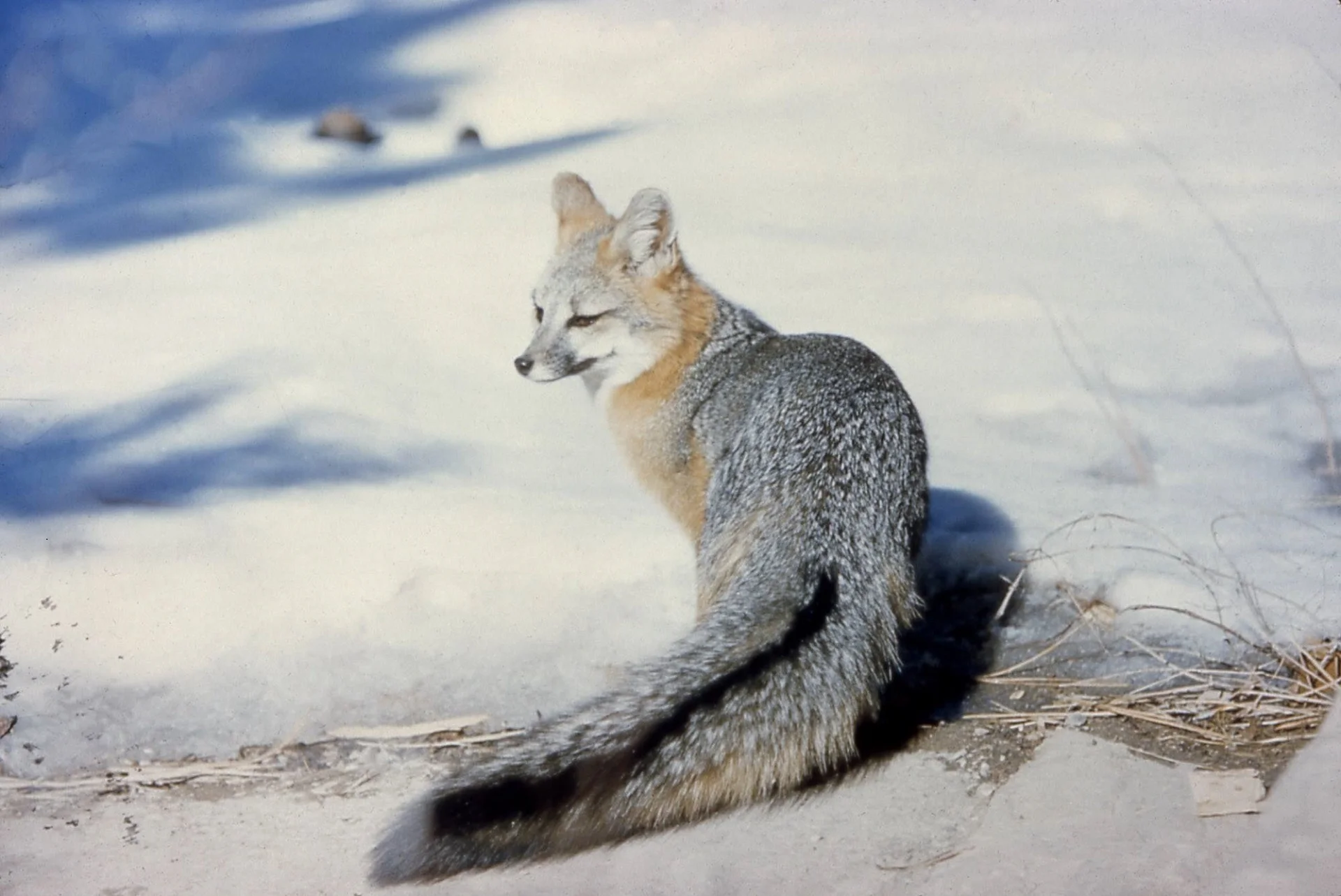 fox-1494095226PnT.jpg