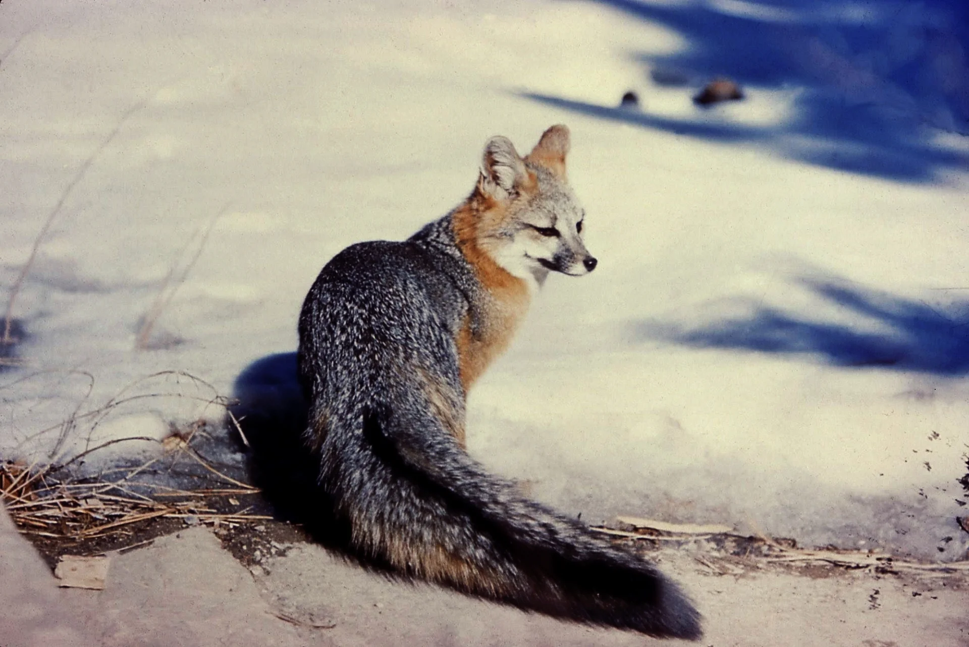 fox-1494095226PnT.jpg