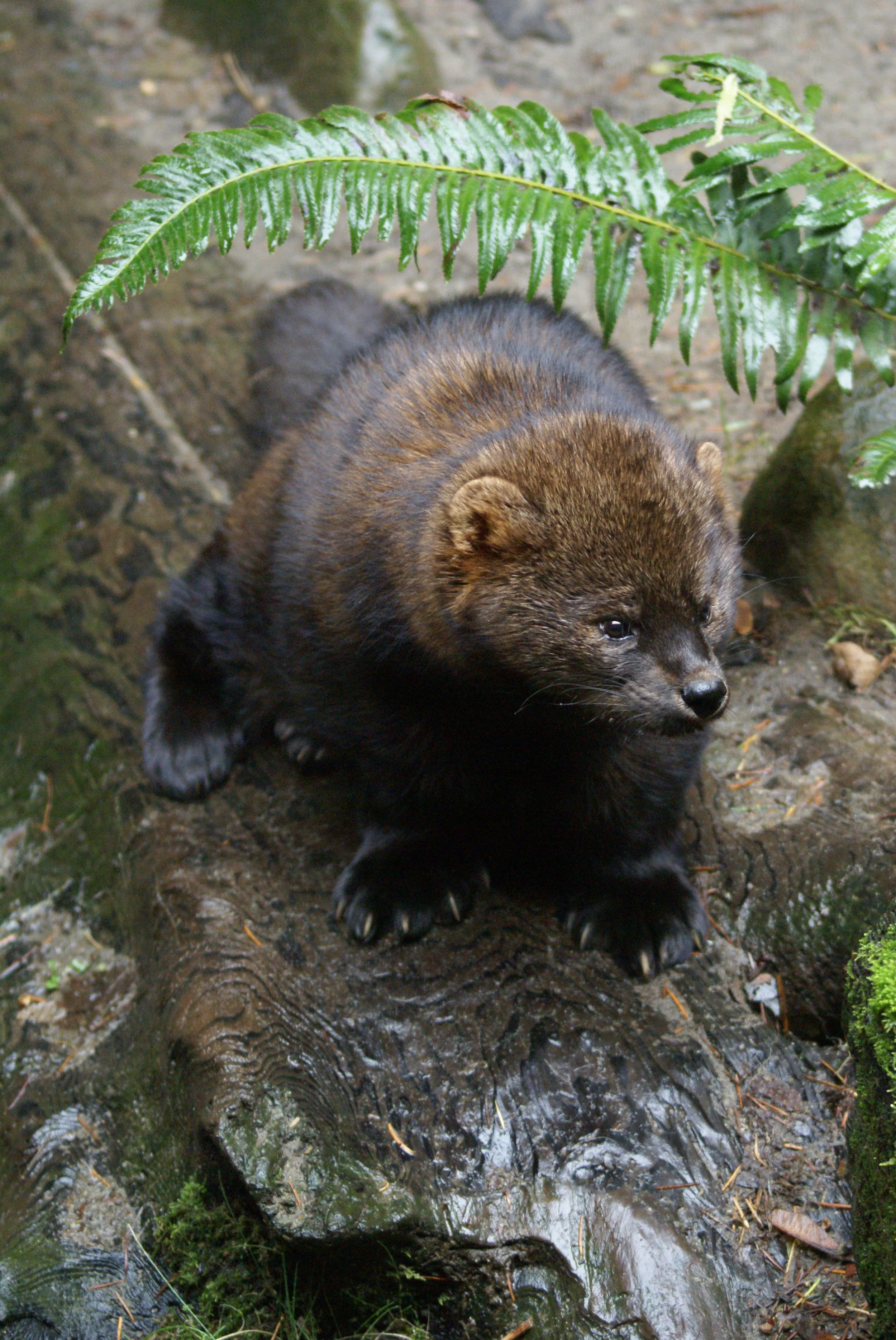(Photo | USFWS)