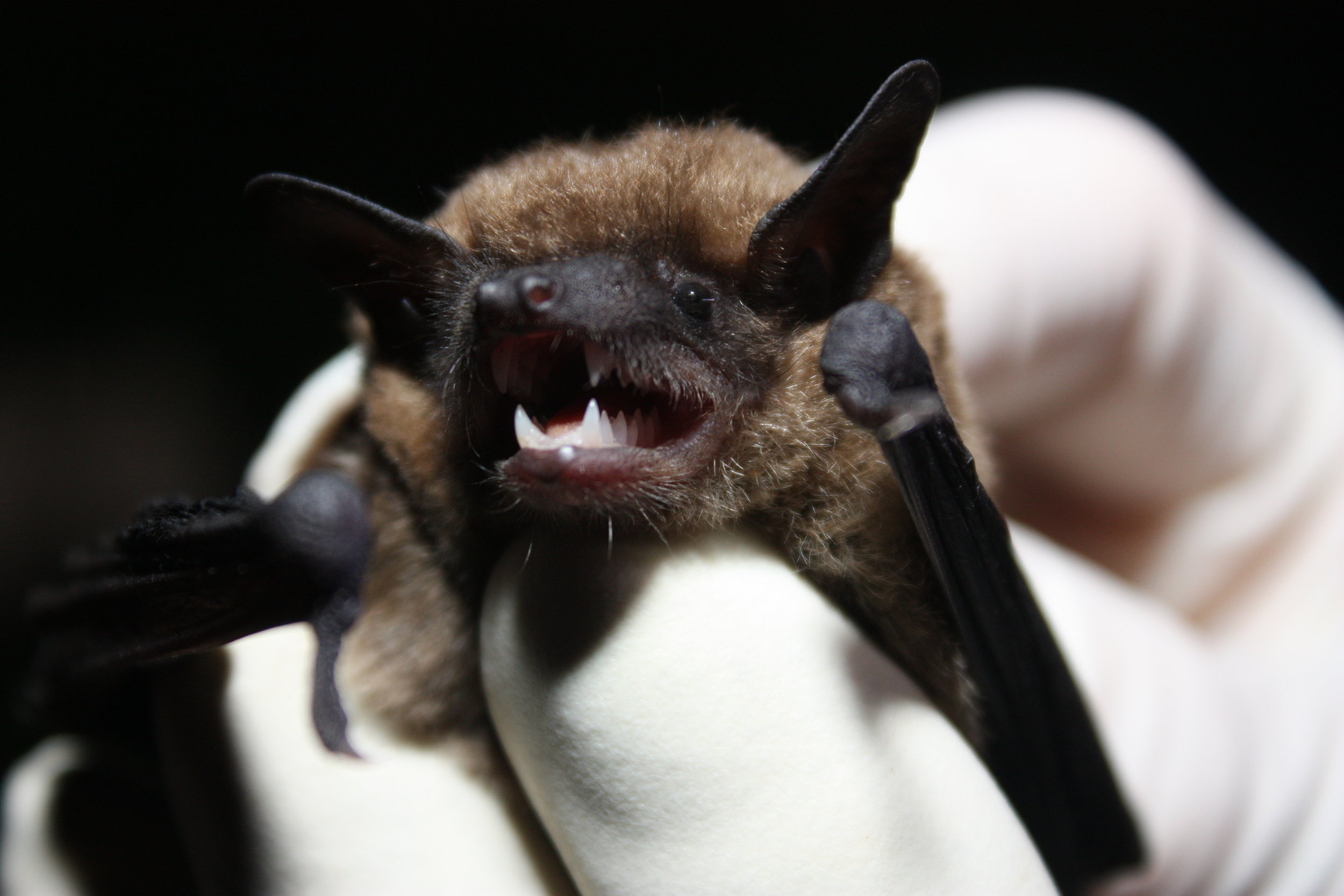 Bats learn about food from other species | THE WILDLIFE SOCIETY
