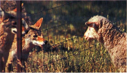 (Photo | California Agriculture)
