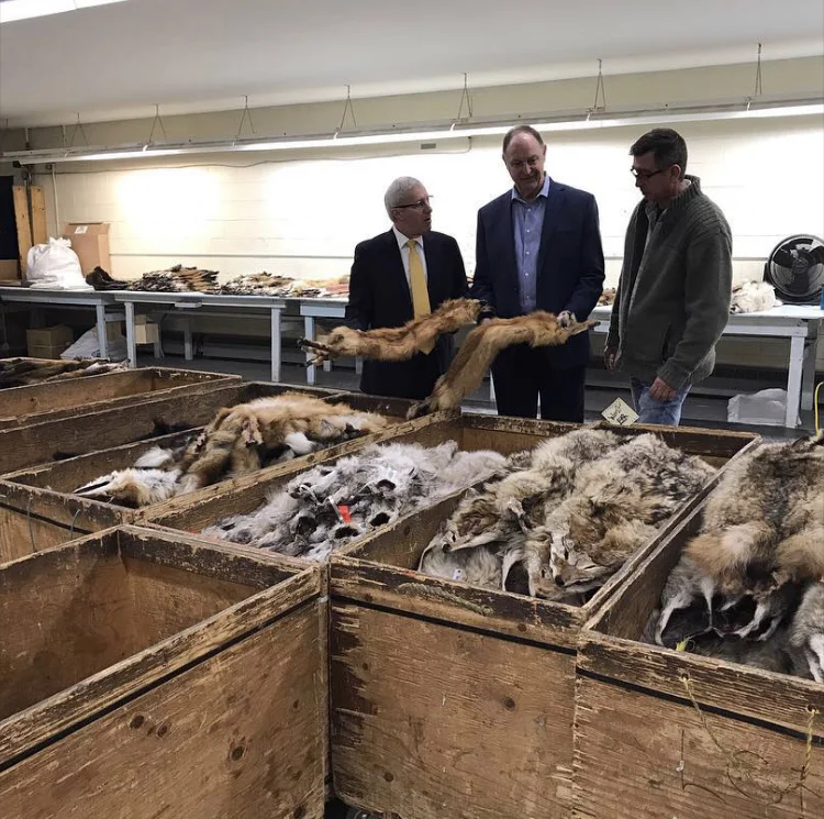 Ministers John Yakabuski and Vic Fedeli handle fox pelts at Fur Harvesters Auctions in North Bay Ontario (Photo | J Yakabuski, Instagram)
