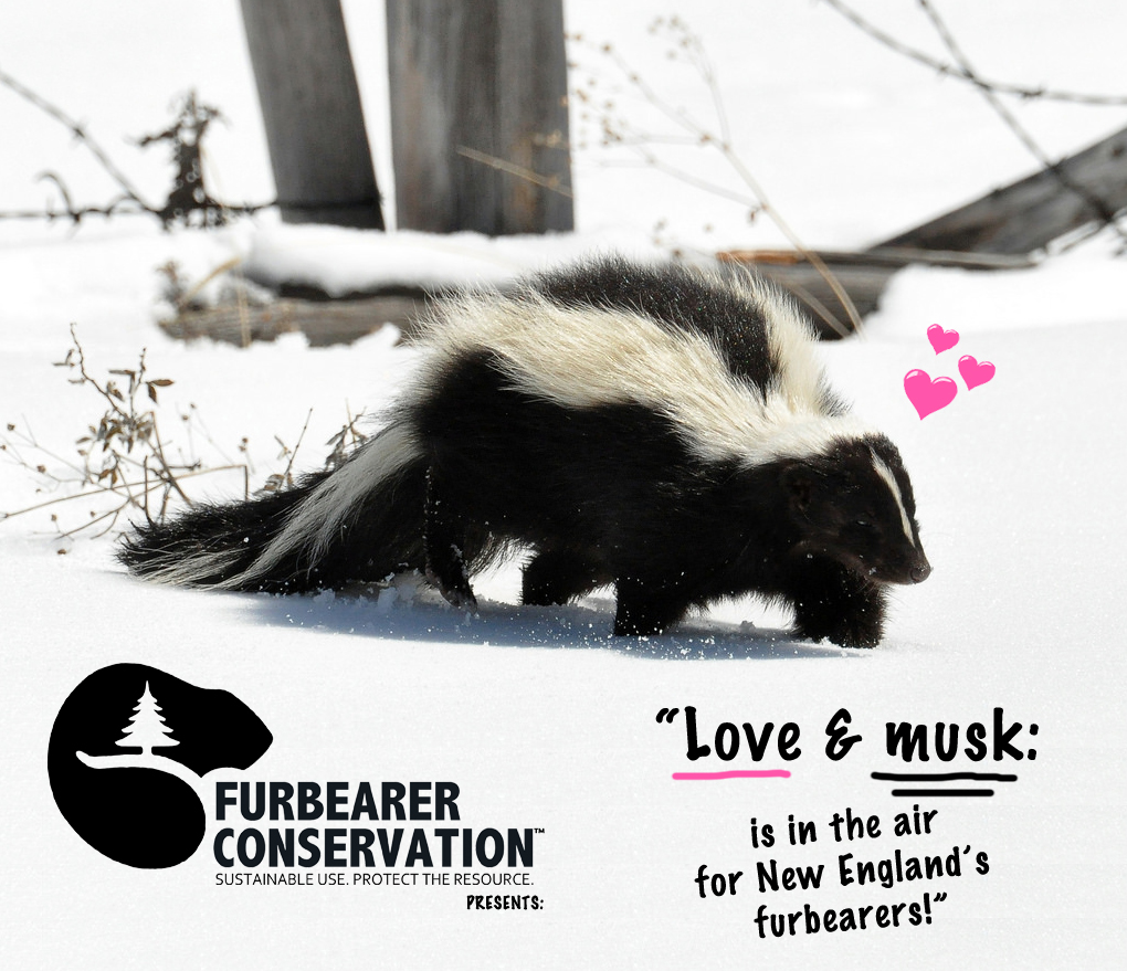 FC_Love-Musk2019.jpg