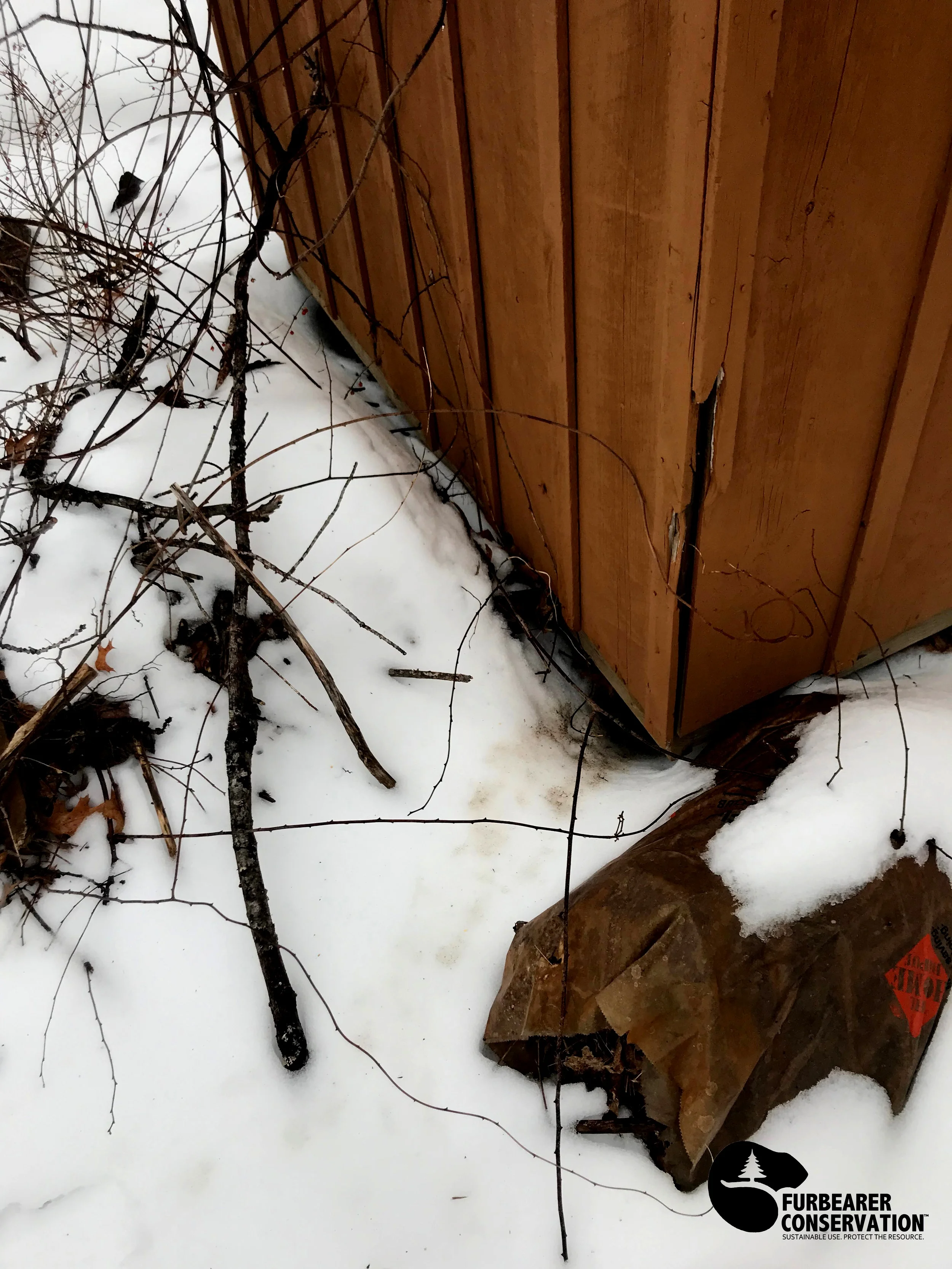A well traveled skunk den in February, located under a shed in an urban backyard. (Photo | Furbearer Conservation)