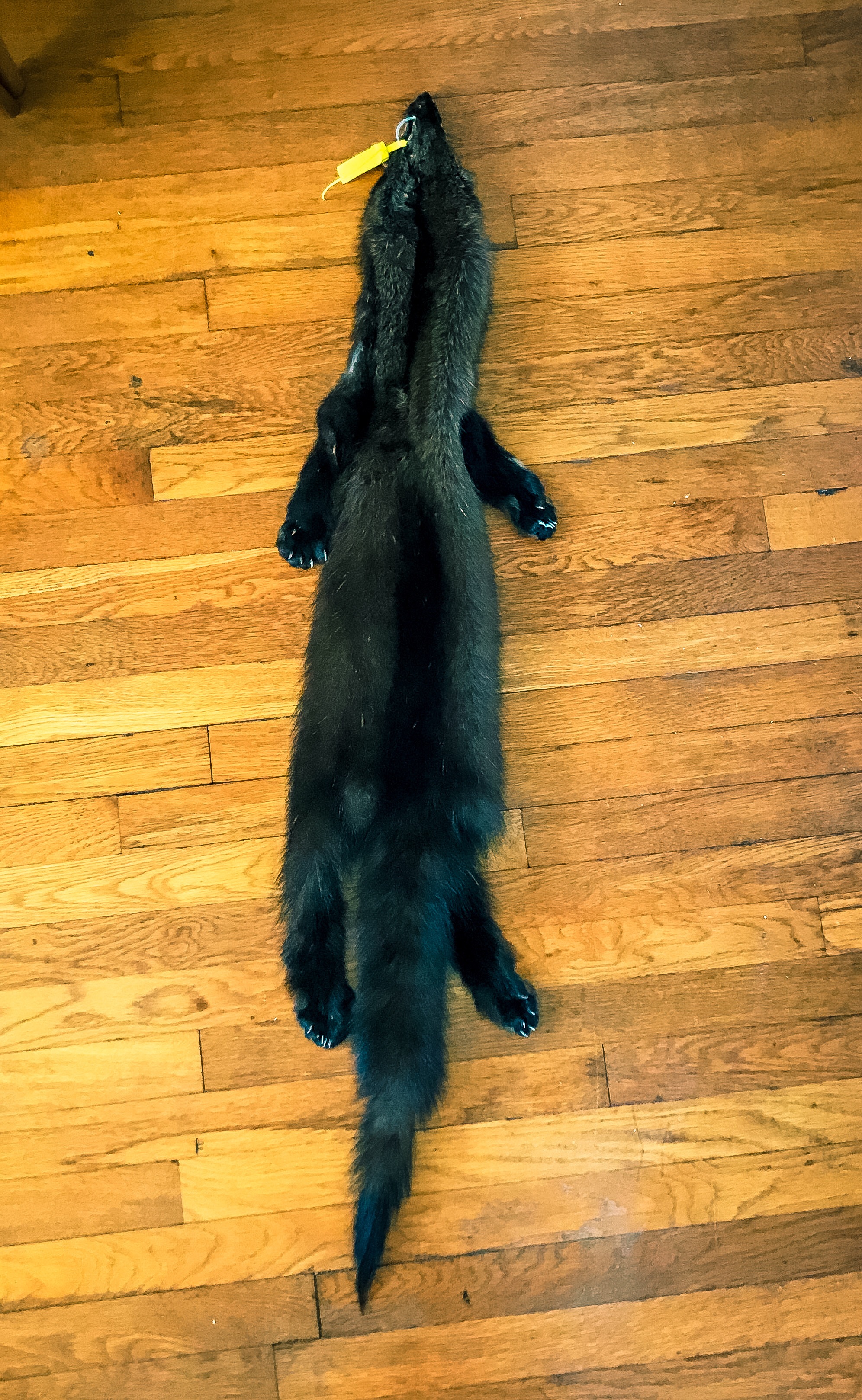 The end result of a professionally tanned road-killed Fisher. (Photo | Furbearer Conservation)