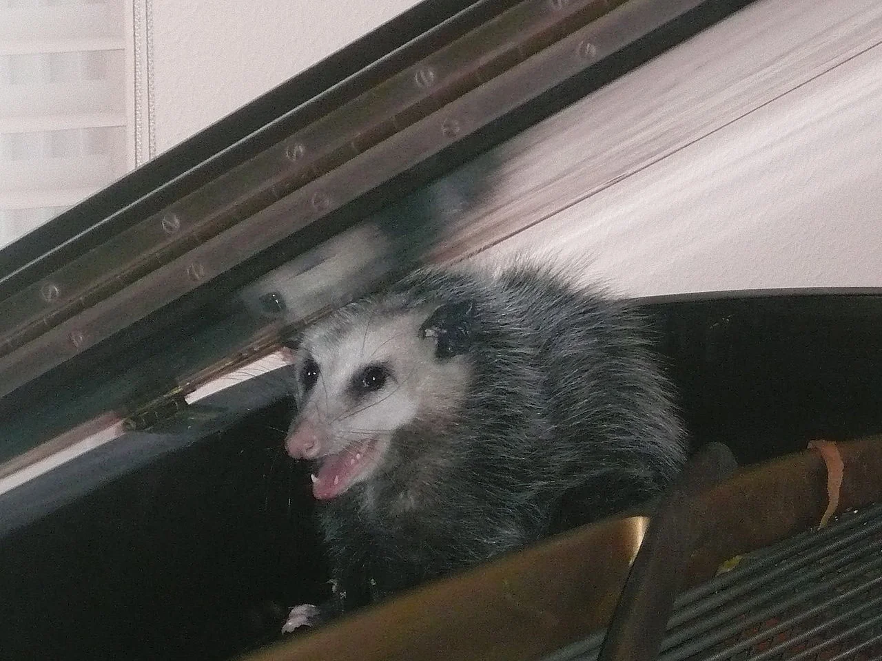 An opossum discovered in a baby grand piano (Photo | Public Domain)