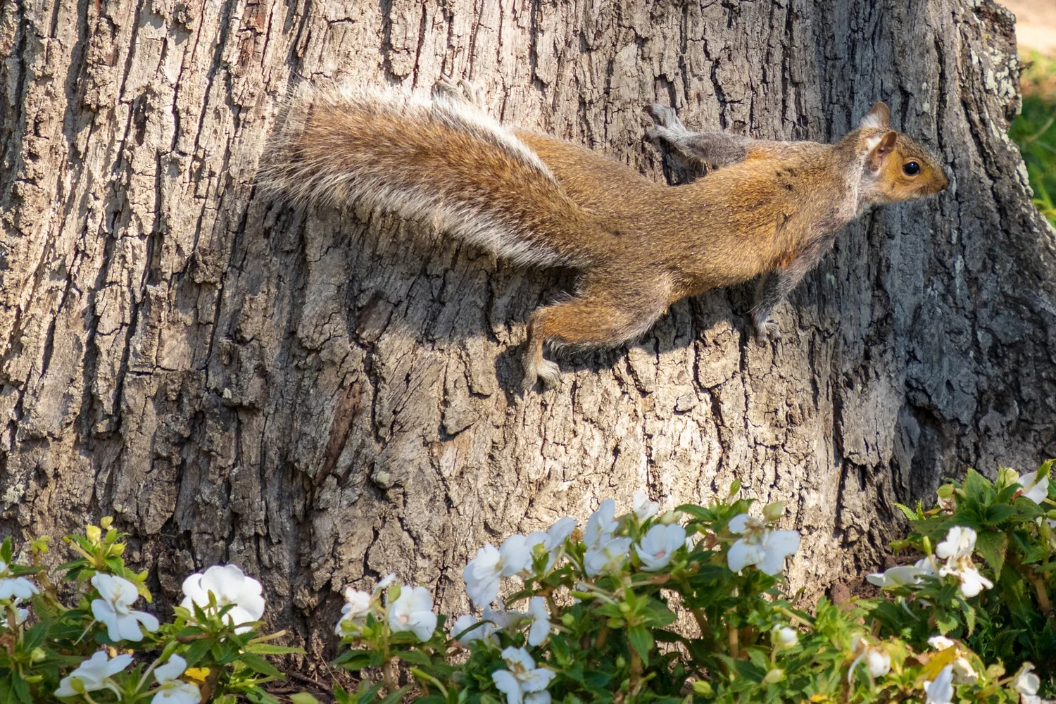 graysquirrel.jpeg