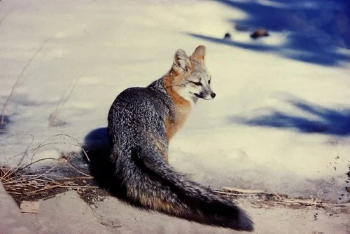 fox-1494095226PnT.jpg