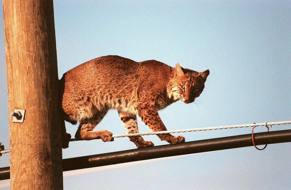 bobcat-931147_960_720.jpg