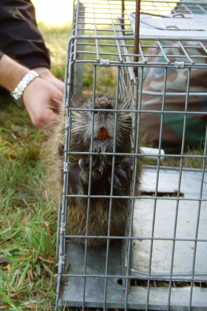 A caged nutria awaits a tail tag. (Photo | Tess McBride, US Fish & Wildlife Service )