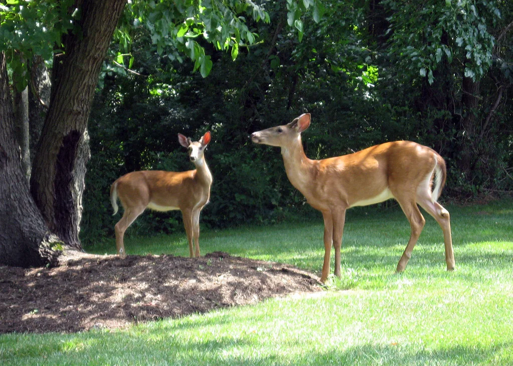 Deer graze in an urban neighborhood (Photo | Ryan Quick)