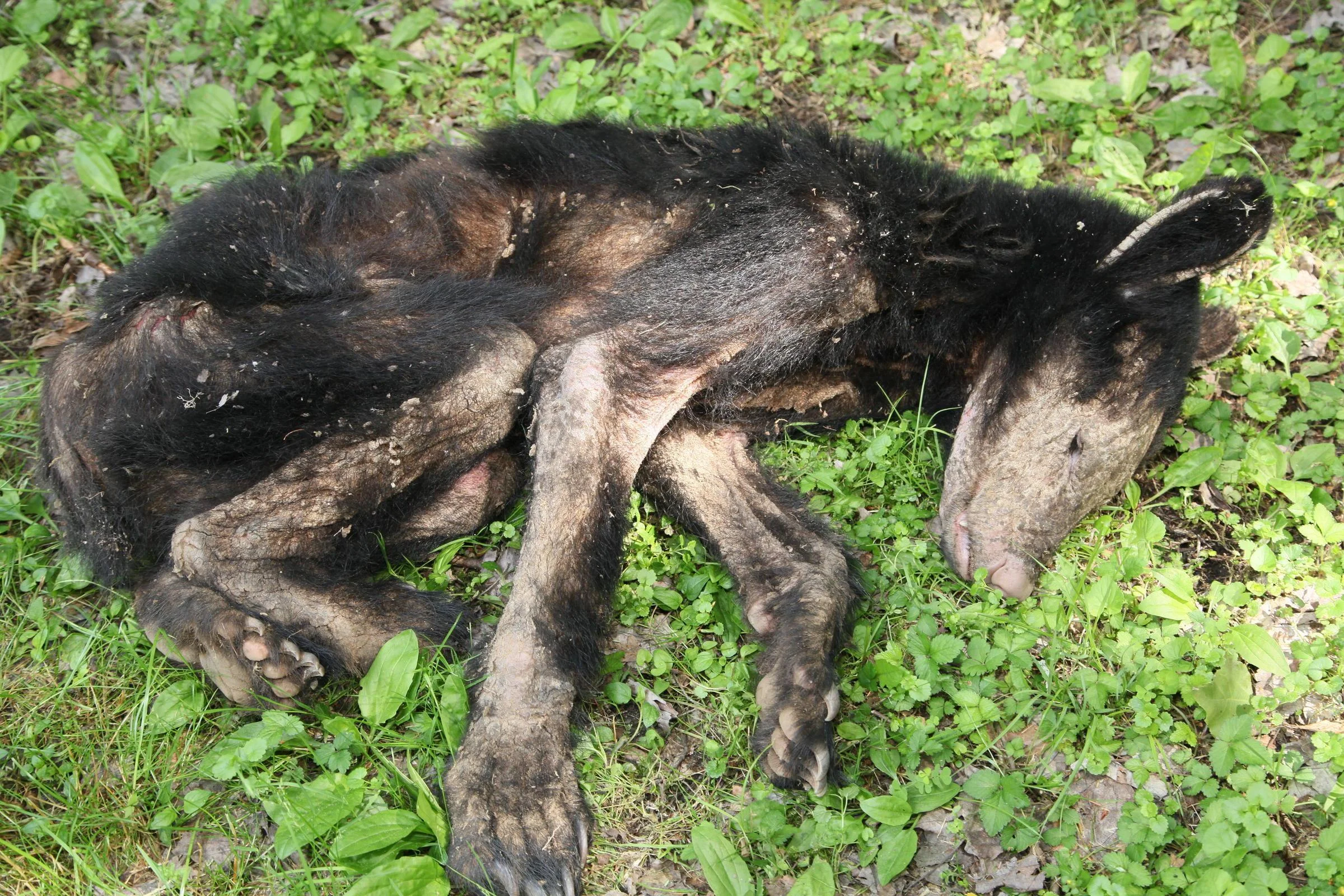 Although an interesting topic, the affects of sarcoptic mange in any mammal is usually prolonged and painful. (Photo | Pennsylvania Game Commission)
