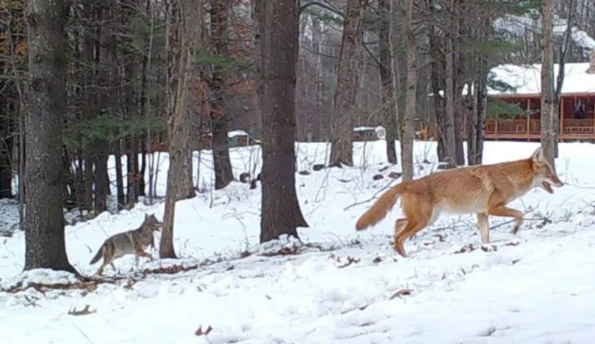 A pair of coyotes trot past a home in Massachusetts. (Photo | George Holmes)