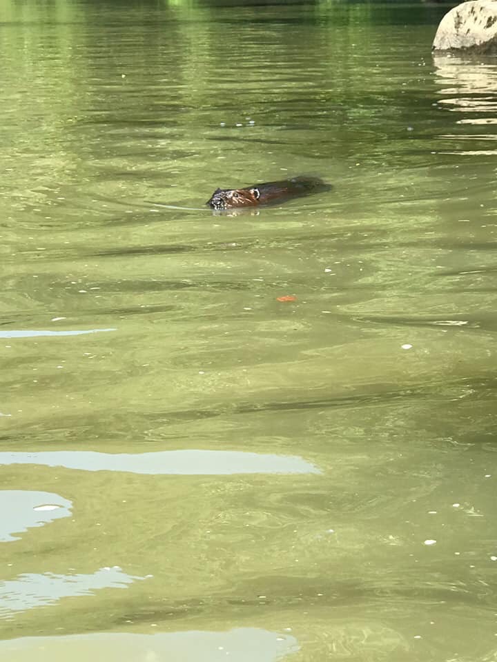 The beaver that attacked Travis Nicely’s group. (Photo | T. Nicely Facebook )