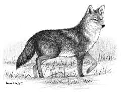 Eastern Coyote