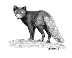 Artcic Fox