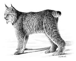 Canada Lynx